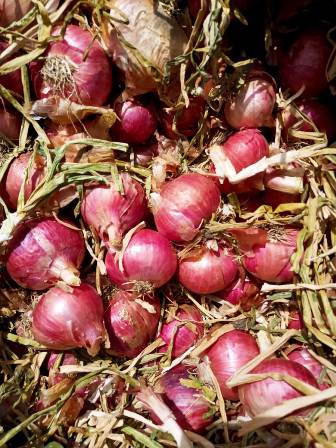Onion